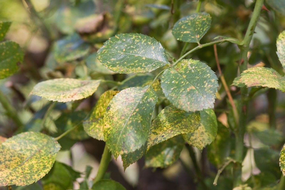 Yellow/orange speckling on rose leaves: early signs of rose rust