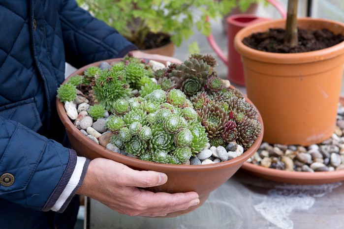 Create sempervivum pot
