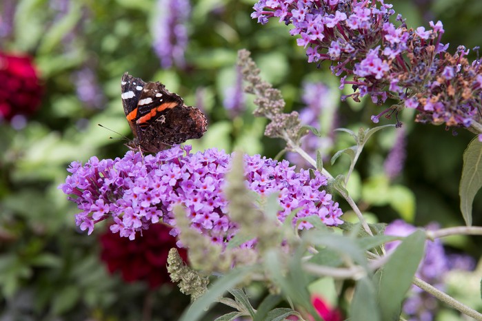 Buddleja