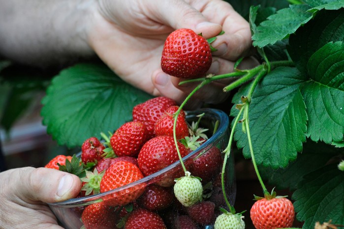 Picking strawberries