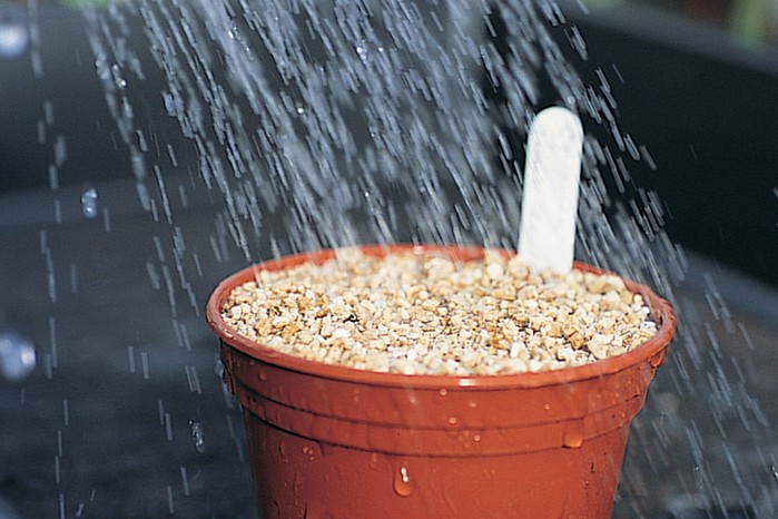 Watering pots after sowing