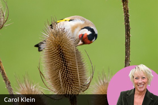 Carol Klein's plants for wildlife. Getty images.
