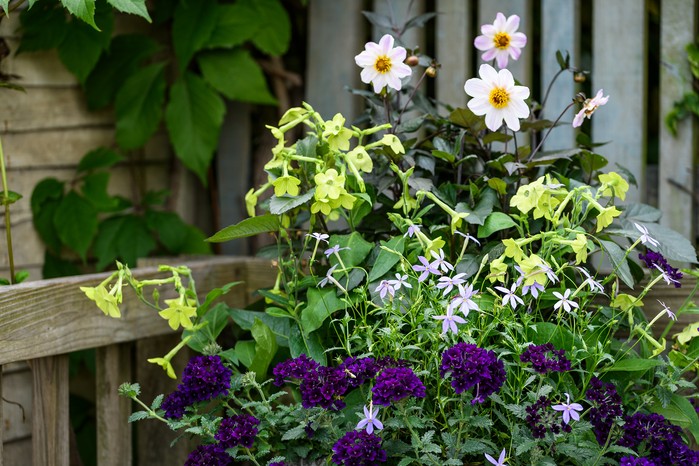 Nicotiana Lime Green tobacco plant Lime Green Dahlia Twyning's After Eight Isotoma axillaris Gemini Blue Glandularia Samira Blue