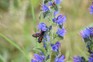 Burnet moth on Viper's bugloss. Getty Images.