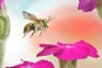 European wool carder bee (Anthidium manicatum) in flight at the flower of a rose campion (Silene coronaria) - Getty images