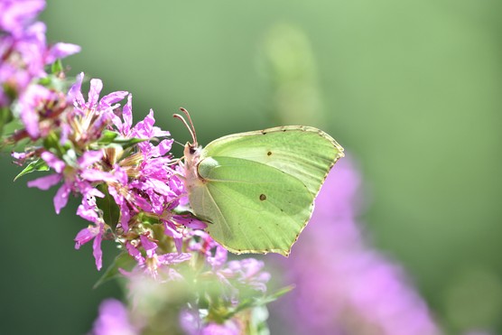 Brimstone butterfly. Getty images