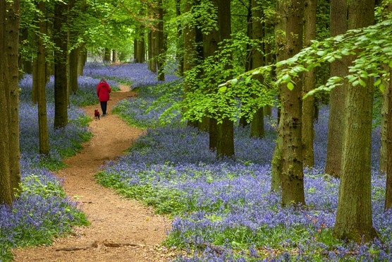 Discover the benefits of spending time in woodland. Getty images