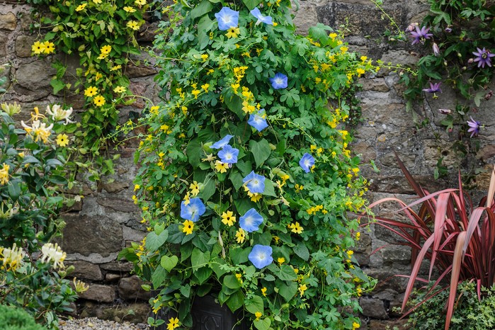 Morning glory and canary creeper pot