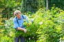 Monty cutting back rose in The Cottage Garden border