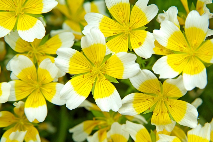 Poached egg plant (Limnanthes douglasii). Tim Sandall