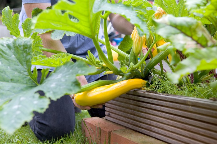 Harvesting courgettes. Sarah Cuttle