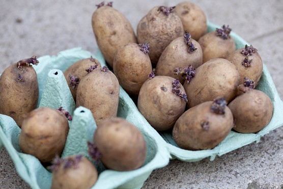 Chitting potatoes