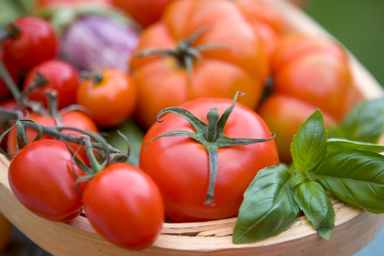 Trug with different tomato fruits