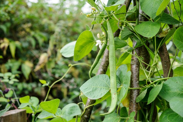 Runner beans growing up a wigwam. Jason Ingram