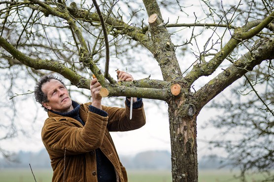 Monty pruning apple tree