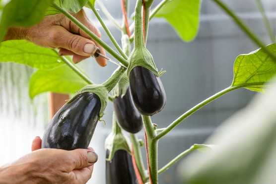 Aubergine 'Black Pearl'