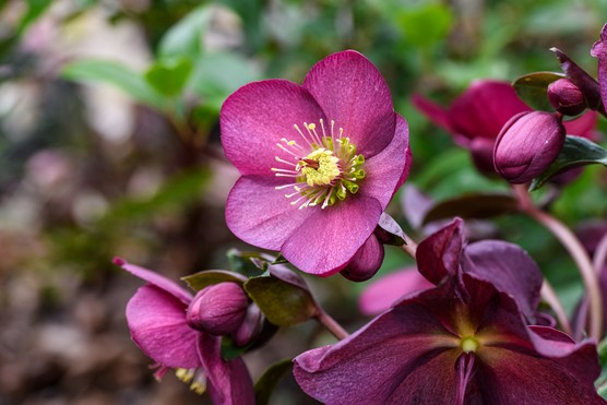 Ice N Roses hellebore