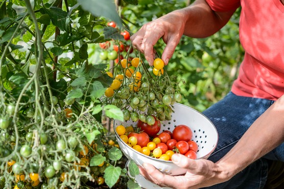 Sally Nex harvesting crop of tomatoes