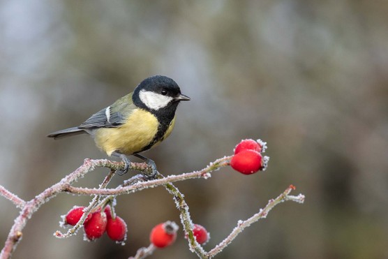 Great tit (Parus major)