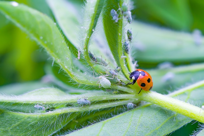 How to control aphids (greenfly or blackfly)