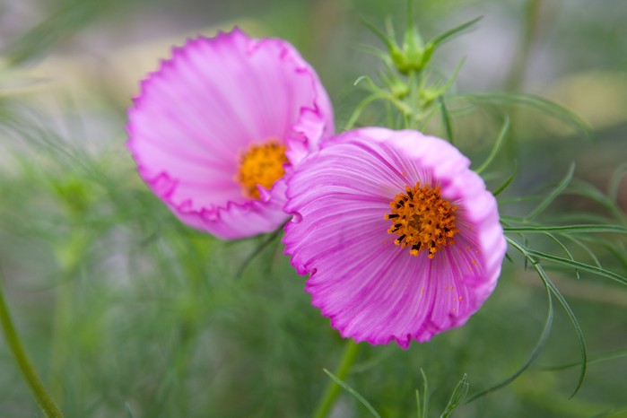 Pink cosmos. Sarah Cuttle
