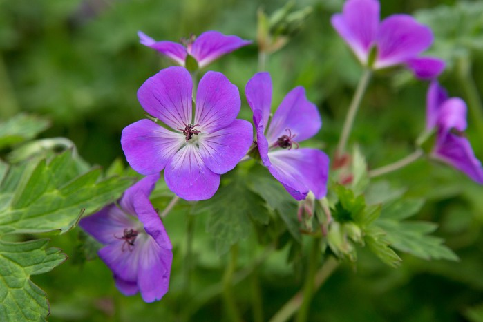 Plants you can't kill - Geranium 'Rozanne'