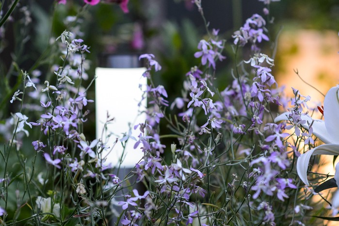 Night-scented stock (Matthiola longipetala). Jason Ingram
