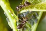 Black ants farming aphids on plant stem