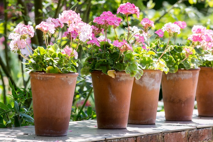 Geraniums (Pelargoniums) in pots