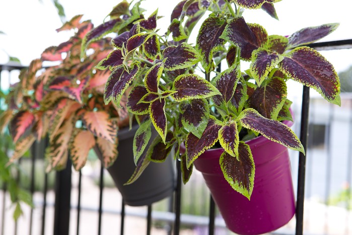 Coleus growing in pots on railing