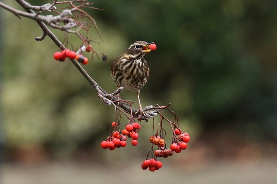 Redwing eating rowan berries. Getty Images