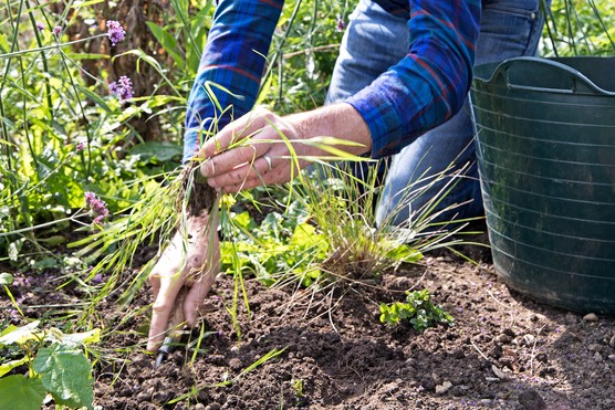 Digging out couch grass. Sarah Cuttle