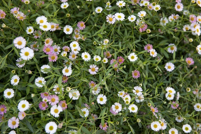 Erigeron karvinskianus (Mexican fleabane). Sarah Cuttle
