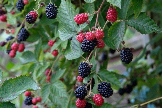 Blackberries ripening on the stem. Tim Sandall
