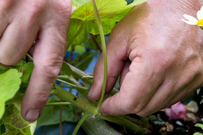 Deadheading pelargoniums