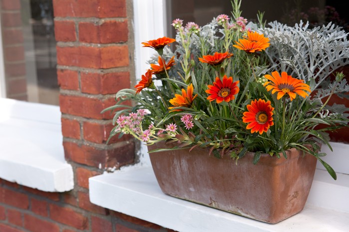 Terracotta trough of gazanias, placed on windowsill.