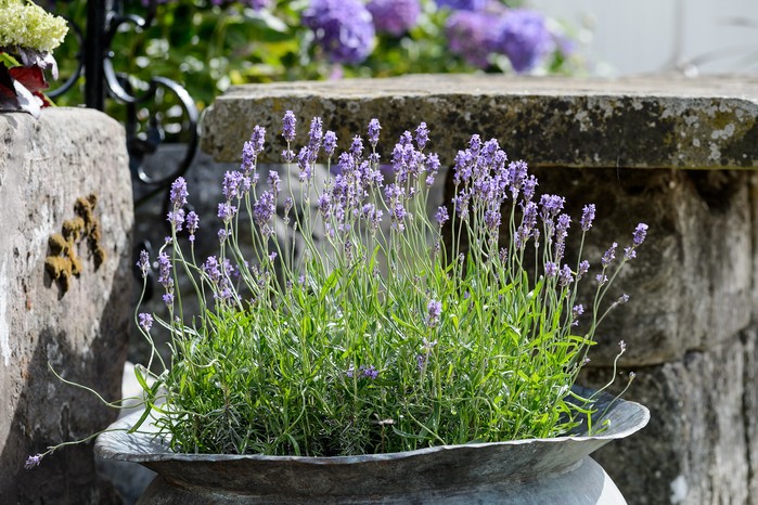 Lavender growing in a large metal urn