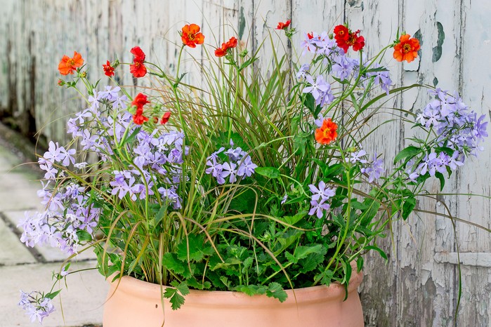 Geum and phlox container display