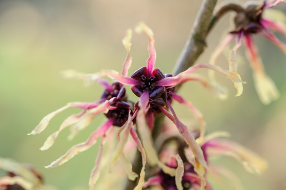 Witch hazel. Jason Ingram