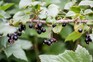 Blackcurrants. Paul Debois