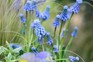 Grape hyacinth flowers. Jason Ingram