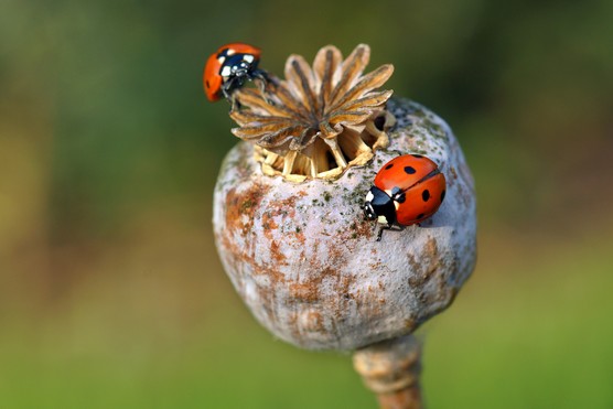 Help wildlife survive winter - ladybirds on a poppy seedhead. Getty Images.