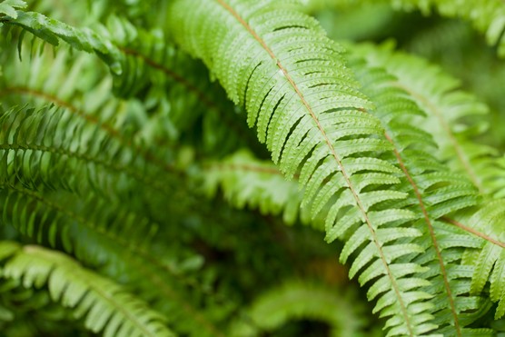 House plants for shade - Tuber ladder fern, Nephrolepis cordifolia