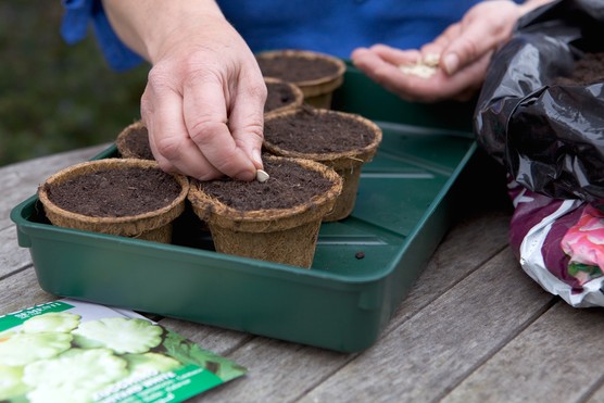 Sowing into biodegradable pots. Sarah Cuttle