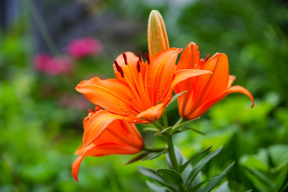 Orange lily (Lilium bulbiferum). Getty Images