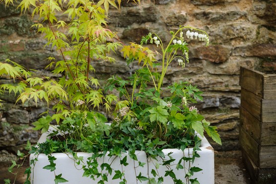 Acer underplanted with ivy. Jason Ingram