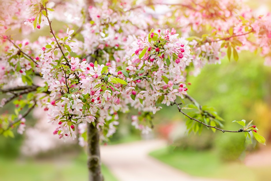 Beautiful Spring flowering white and pink Crab Apple Blossom also known as Malus sylvestris