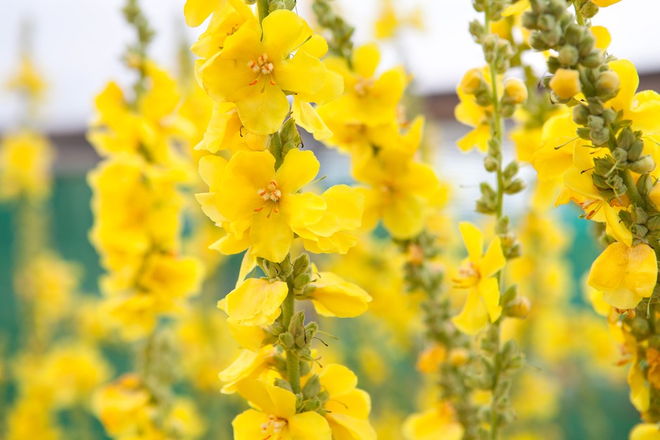 Verbascum flowers. Sarah Cuttle