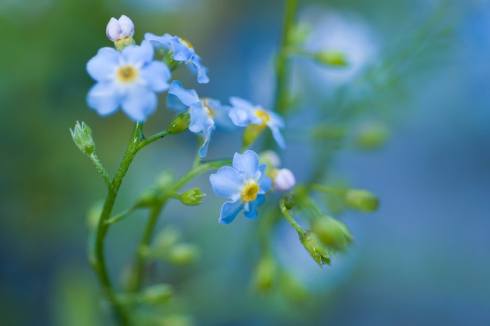 Water forget-me-not. Jason Ingram