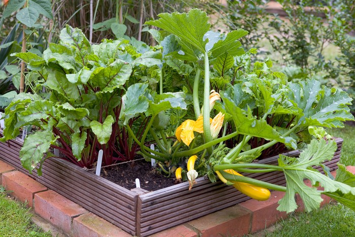 Square metre veg bed